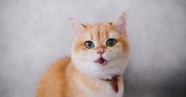 découvrez notre collection de colliers pour chats, alliant confort, style et sécurité pour votre compagnon à quatre pattes. offrez-lui un accessoire tendance tout en veillant à son bien-être.