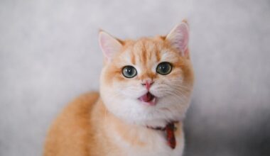 découvrez notre collection de colliers pour chats, alliant confort, style et sécurité pour votre compagnon à quatre pattes. offrez-lui un accessoire tendance tout en veillant à son bien-être.