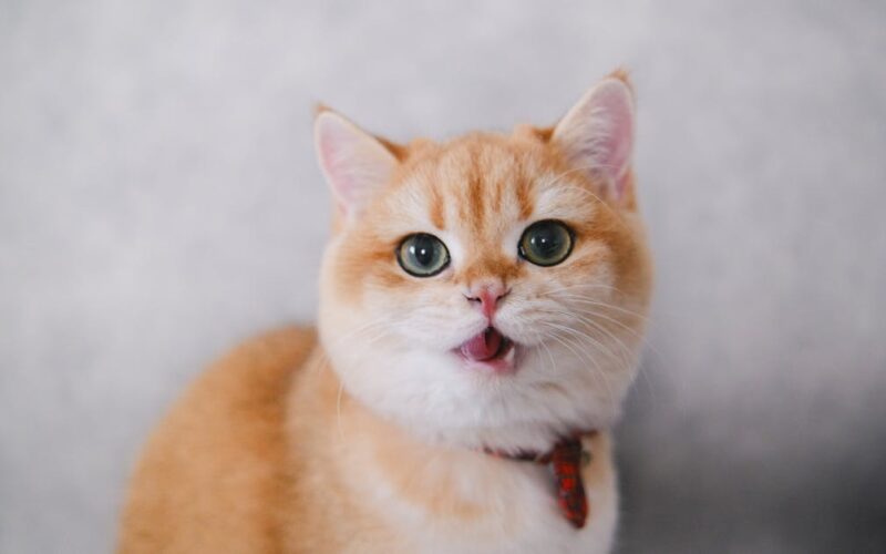 découvrez notre collection de colliers pour chats, alliant confort, style et sécurité pour votre compagnon à quatre pattes. offrez-lui un accessoire tendance tout en veillant à son bien-être.