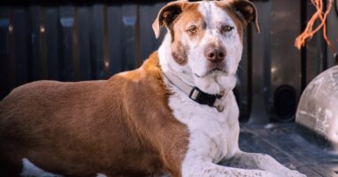 découvrez notre large sélection de colliers pour chiens, alliant confort et style. offrez à votre compagnon à quatre pattes un accessoire de qualité, durable et adapté à sa taille. parcourez nos modèles variés pour trouver le collier parfait qui reflète la personnalité de votre fidèle ami.