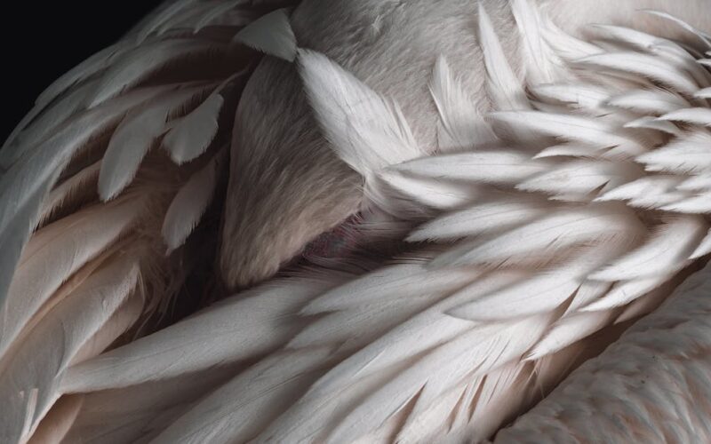 découvrez la douceur ultime avec notre gamme de produits. plongez dans un monde de confort et de bien-être, où chaque article est conçu pour vous offrir une sensation de légèreté et de tendresse.